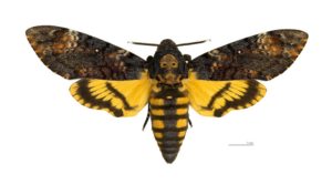 Бабочка-бражник Мёртвая Адамова голова. фото