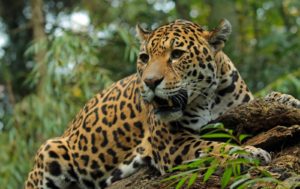Перу «Ягуар (Jaguar)» (Panthera onca)