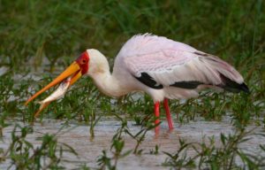 фото-Африканский-клювач-Mycteria-ibis