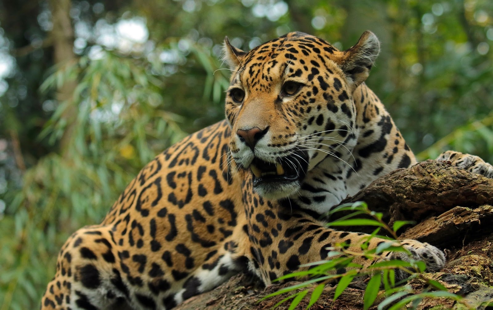 Panthera onca