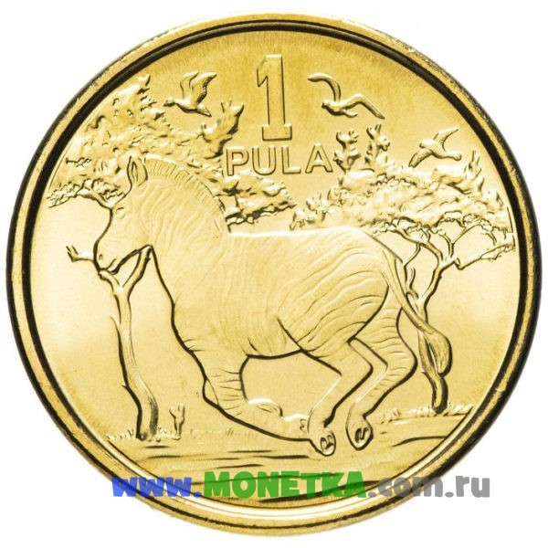 Монета Ботсвана 1 пула (pula) 2013 год Млекопитающее Зебра (Hippotigris) для коллекционеров-нумизматов на сайте MONETKA.com.ru