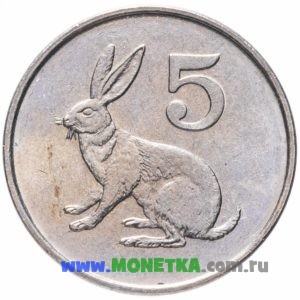 Монета Зимбабве 5 центов 1997 год Рыжий кролик (Pronolagus randensis) для коллекционеров-нумизматов на сайте MONETKA.com.ru