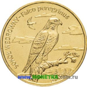 Монета Польша 2 злотых (zloty) 2008 год Сапсан (Sokol Wedrowny) (Falco peregrinus) для коллекционеров-нумизматов на сайте MONETKA.com.ru